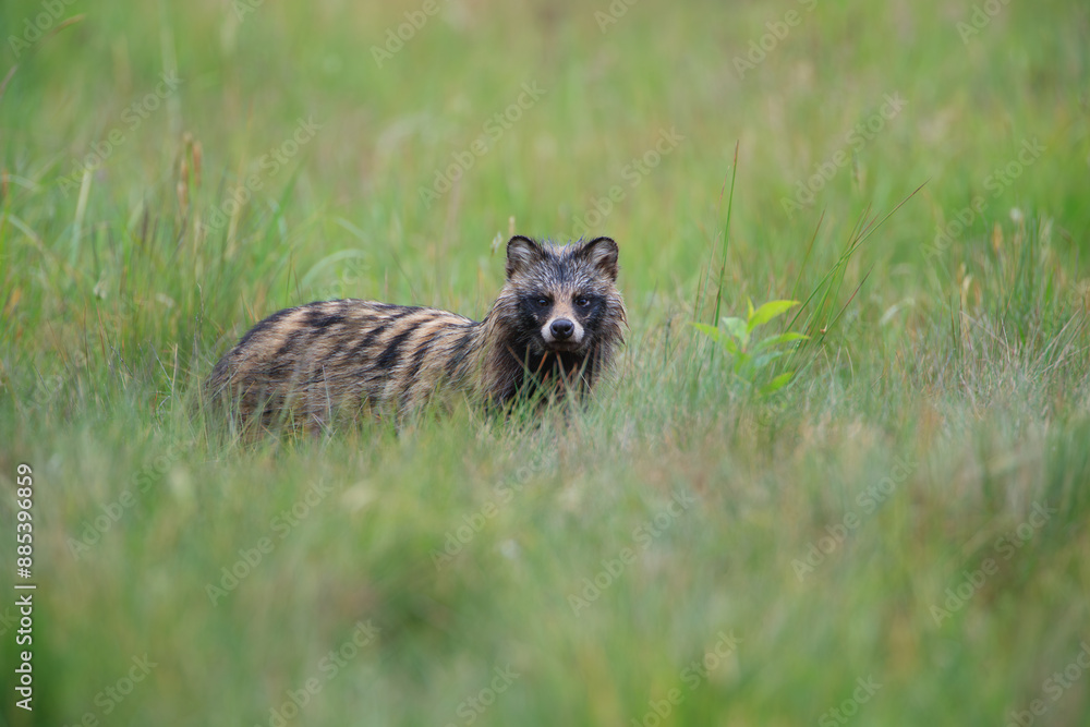 Fototapeta premium Raccoon dog on a green summer meadow