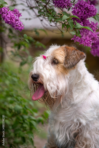 sealyham terrier sitting in the garden under blooming lilacs photo