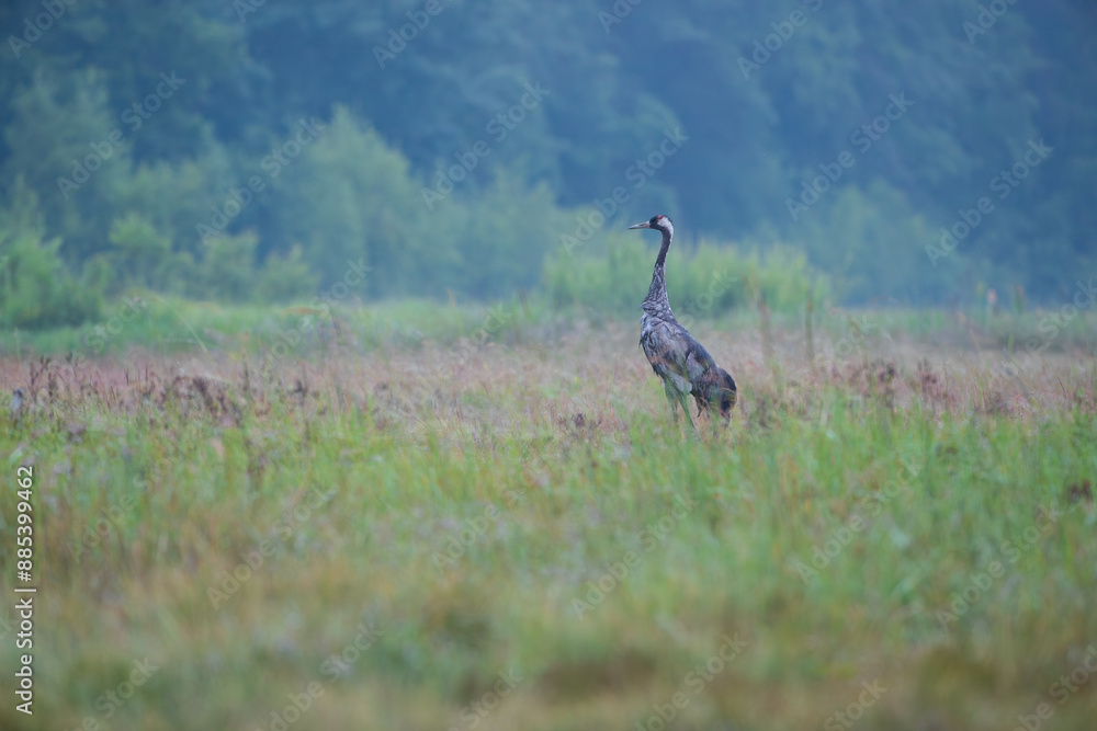 A crane in a meadow against the background of the forest on a foggy summer morning A crane in a meadow against the background of the forest on a foggy summer morning