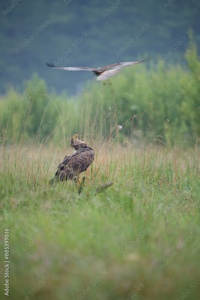 Fototapeta premium A white-tailed eagle sitting on a stump and a harrier attacking it