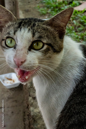 a sick cat is meowing photo