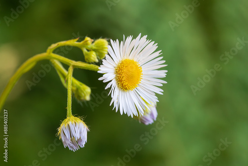 A white flower with a yellow center and buds on a green background