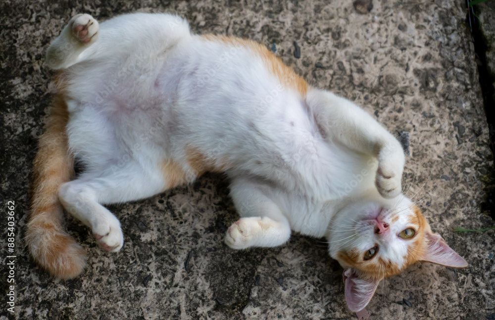 Fototapeta premium ginger cat playfully moving its body on the ground