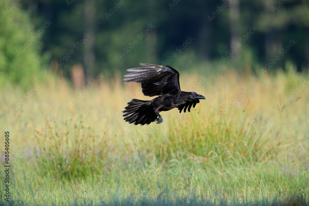 A raven flying over a summer meadow against the background of the forest A raven flying over a summer meadow against the background of the forest