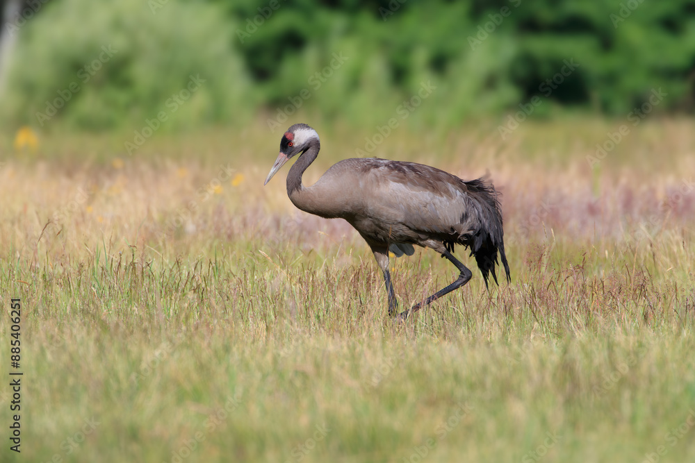 Naklejka premium A crane feeding in a summer meadow