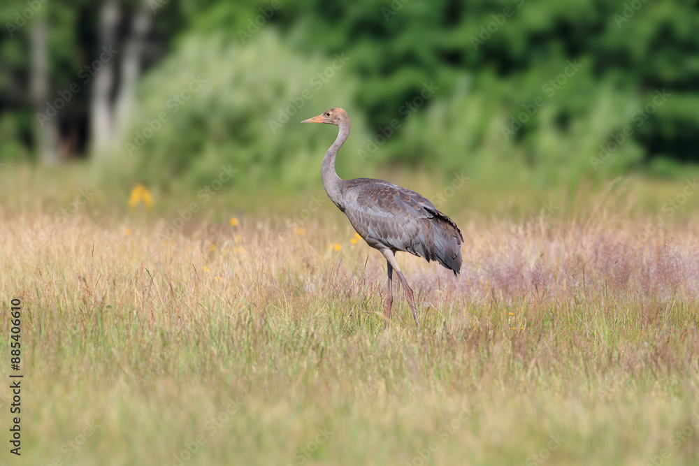 Fototapeta premium Silhouette of a young crane in a meadow against the background of the forest