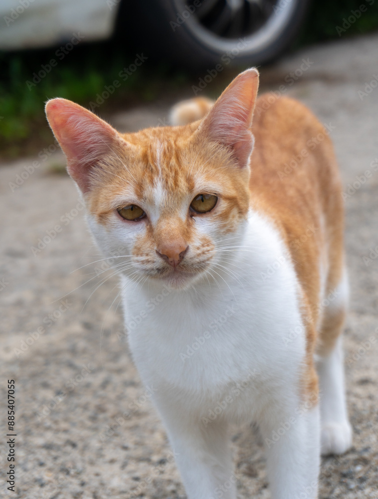 half ginger cat looking at camera. 