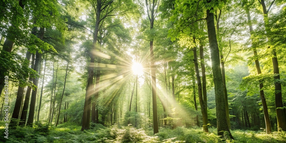 Serene forest landscape with tall trees, lush greenery, and rays of sunlight filtering through the foliage, nature, trees Serene forest landscape with tall trees, lush greenery, and rays of sunlight filtering through the foliage, nature, trees