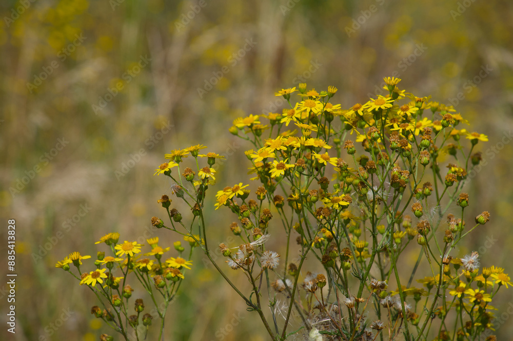 Obraz premium Gelb blühendes Jakobs-Greiskraut (lat.: Jacobaea vulgaris)