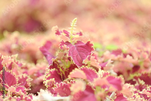 Red Leaves plant (Coleus) - Red Leaf Houseplants