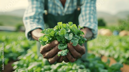 Farmer holding fresh green mint leaves on a sunny day, showcasing organic farming and sustainable agriculture in a rural field. photo