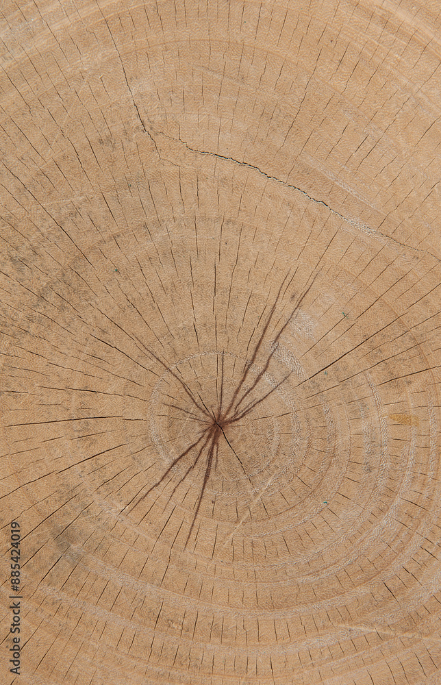 Fototapeta premium Circular wood pattern