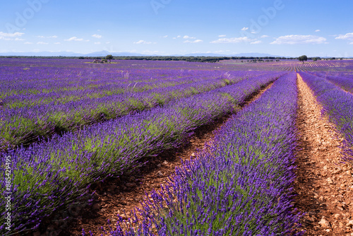 Lavender Fields of Brihuega, Spain. photo