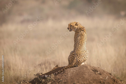 Wildlife, Safari, Serengeti National Park, Tanzania, July 2023,.More stuff: www.wortsucher.de