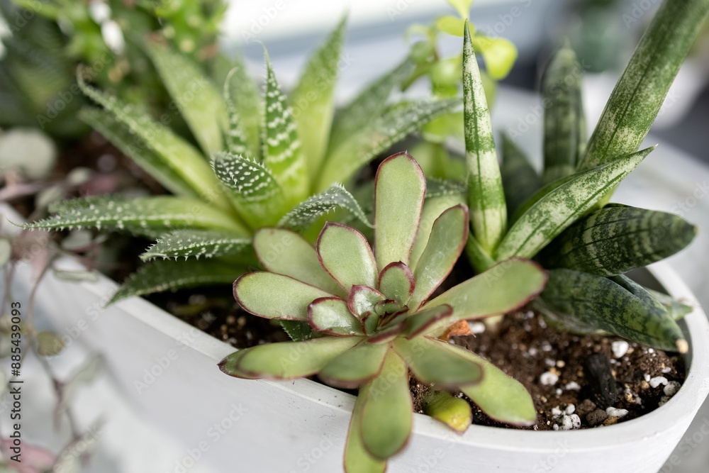 Obraz premium Succulents in a pot. Collection of cacti. Mini-garden of cacti. Close-up. Photo