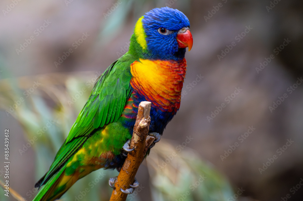 Rainbow lorikeet (Trichoglossus moluccanus) sitting on a branch in its habitat Rainbow lorikeet (Trichoglossus moluccanus) sitting on a branch in its habitat