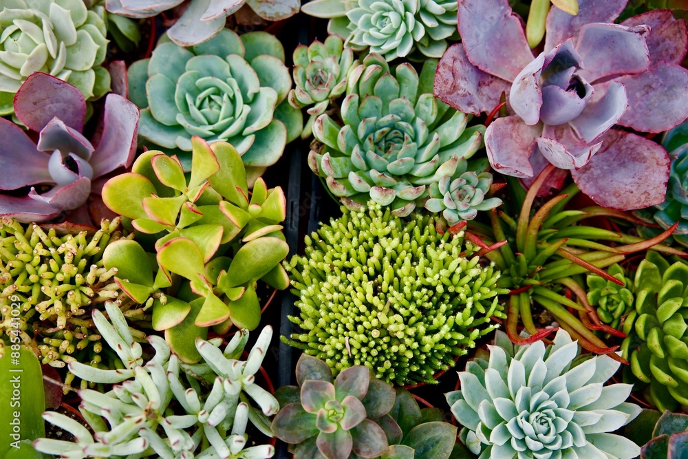 close up of assortment of succulents close up of assortment of succulents