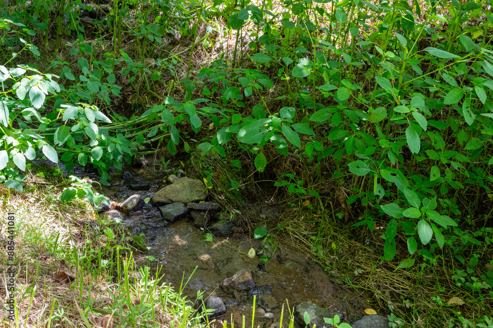 Naklejka premium Trees