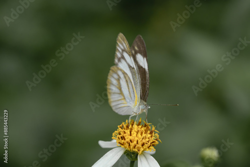 Wallpaper Mural Butterflies and flowers in the park. Torontodigital.ca