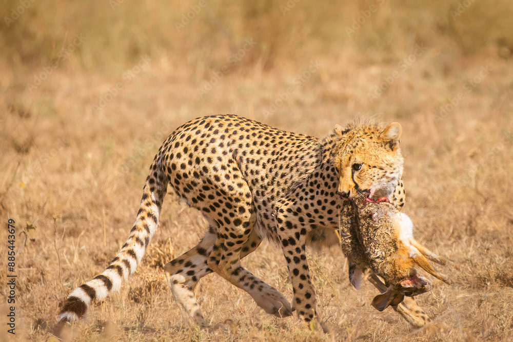 Obraz premium Hunting luck