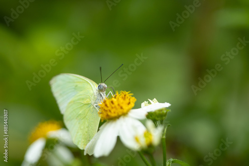 Butterflies and flowers in the park.