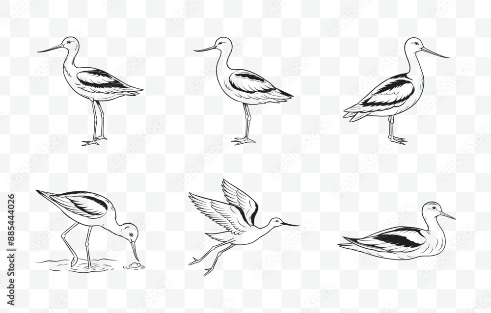 Obraz premium Print Elegant Avocet Line Art Vector Set for Nature Inspired Designs and Illustrations