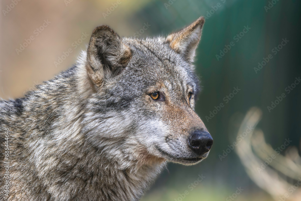 Wolf Portrait Wolf Portrait