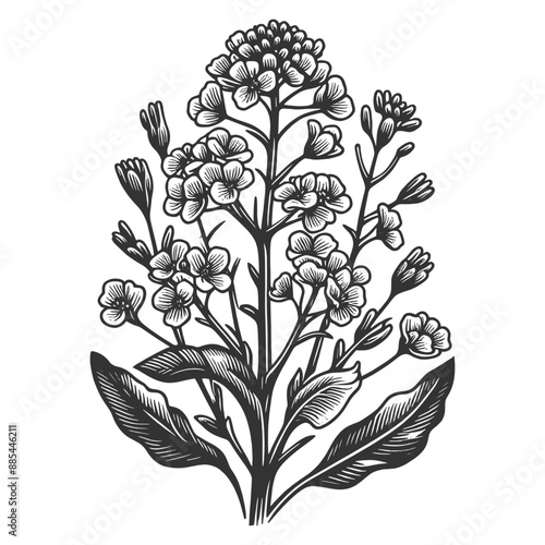 rapeseed flower and plant branch leaf sketch line art engraving generative ai vector illustration. Scratch board imitation. Black and white image.