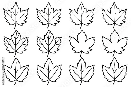 Sycamore Leaf Line Art Vector Design