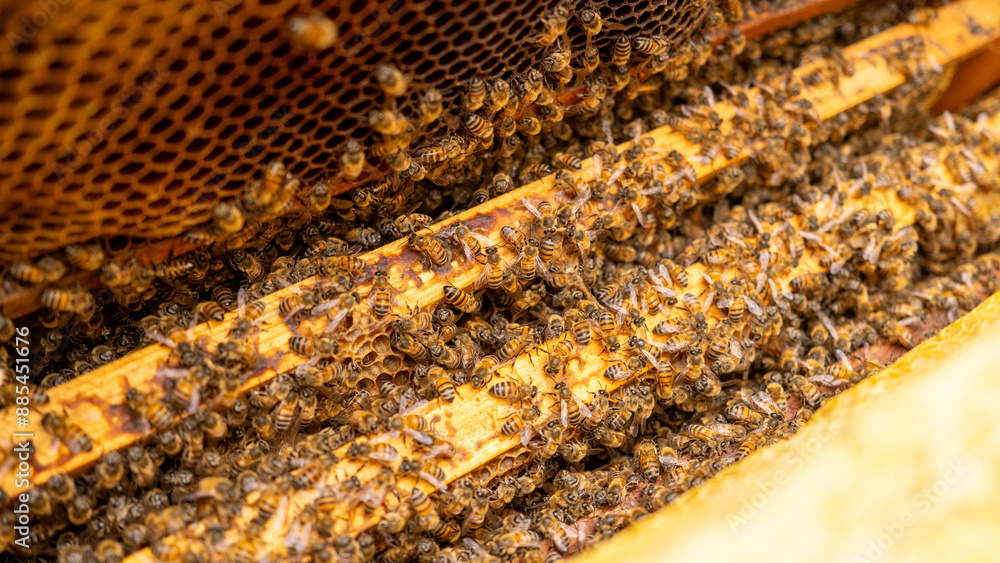 Honey bees swarm in the frame of the hive during the inspection of the hive by a beekeeper or a beekeeper in the apiary in summer. Honey bees swarm in the frame of the hive during the inspection of the hive by a beekeeper or a beekeeper in the apiary in summer.
