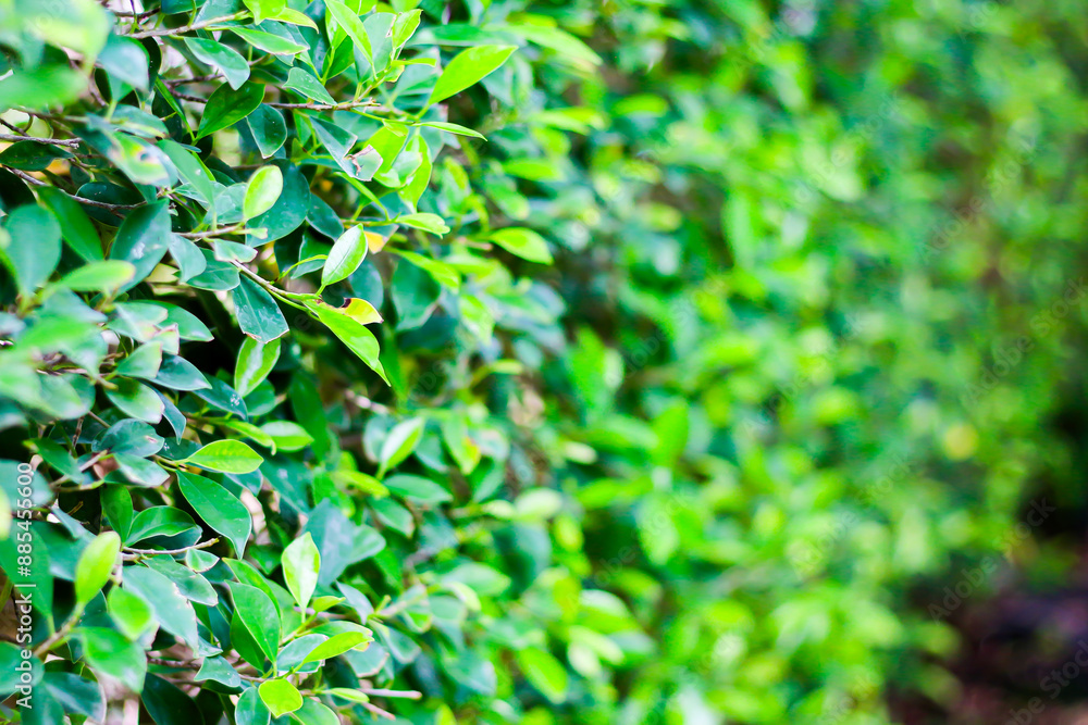 Beautiful picture of leaf and flowers growing in concept nature plants. Beautiful picture of leaf and flowers growing in concept nature plants.