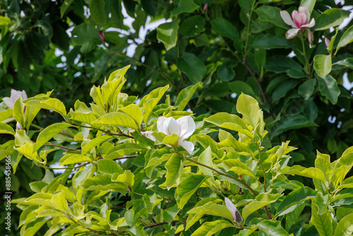 second blossom in summer on a white magnolia photo