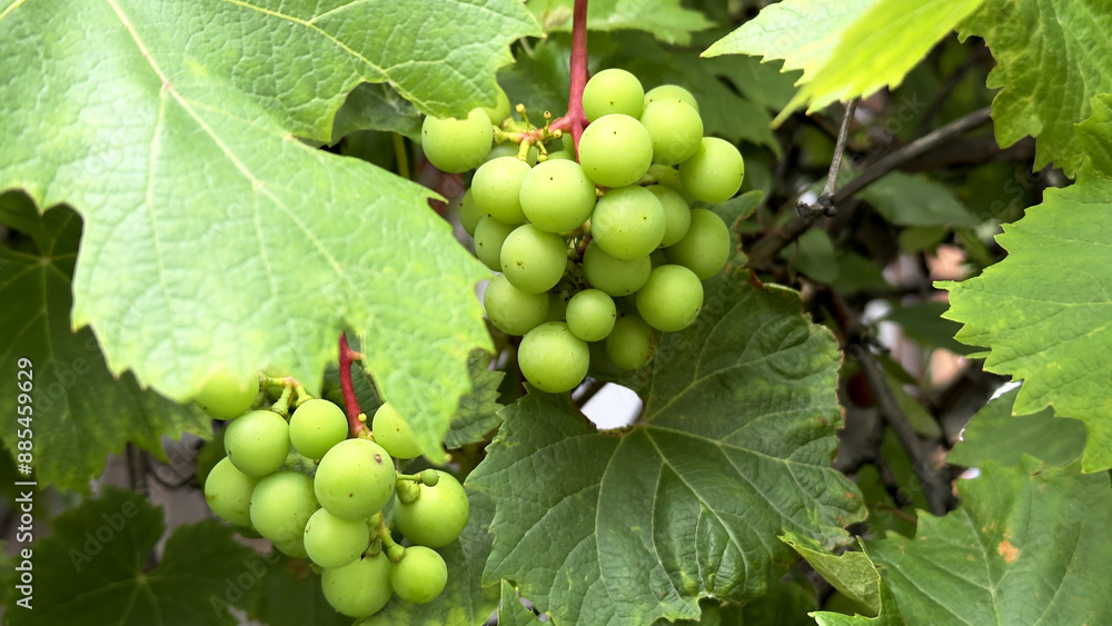 Closeup of Green Grapes on a Grapevine During Summer Closeup of Green Grapes on a Grapevine During Summer