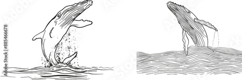 Continually drawn breaching Humpback whale