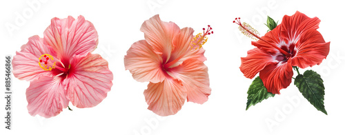 Set of Hibiscus Flowers PNG with Transparent Background - Various Colors and Styles 