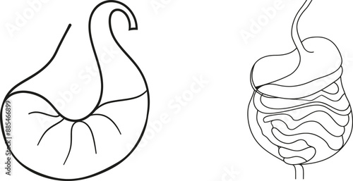 Anatomical human stomach silhouette on white background. Healthy medicine concept drawing day one sketch outline modern illustration.
