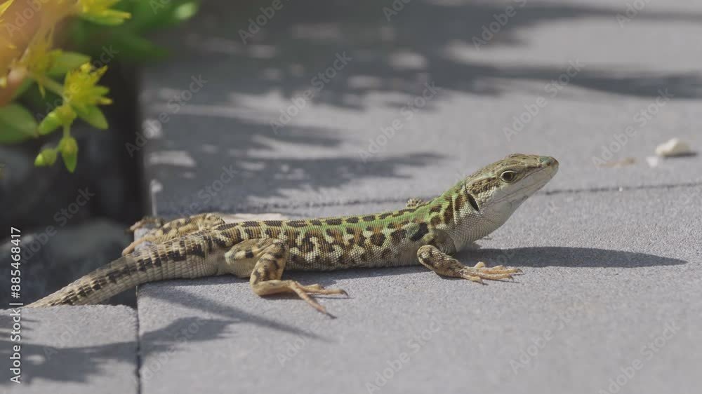 Young beautiful Italian wall lizard male (Podarcis siculus) basking on stone then enlarging throat before attacking another male nearby Young beautiful Italian wall lizard male (Podarcis siculus) basking on stone then enlarging throat before attacking another male nearby