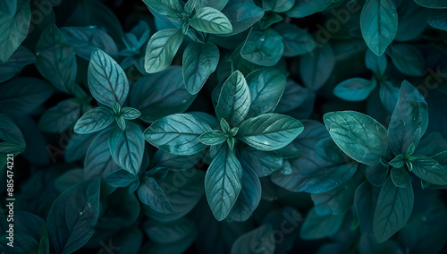 Serene close-up of lush green leaves with detailed textures. Perfect for nature-themed designs, calming backgrounds, or botanical studies.