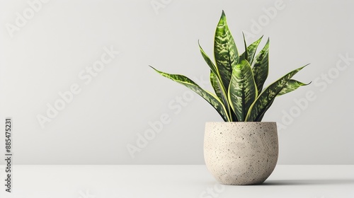 Potted plant against a plain white background showcasing natural beauty and simplicity