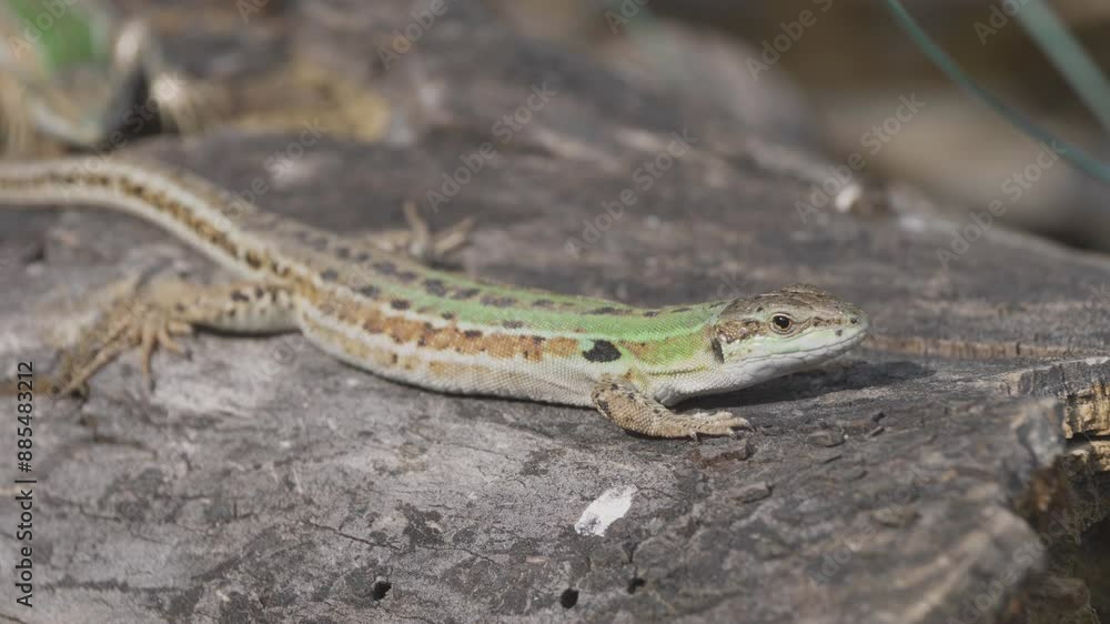 Italian wall lizard (Podarcis siculus) resting on wood log Italian wall lizard (Podarcis siculus) resting on wood log