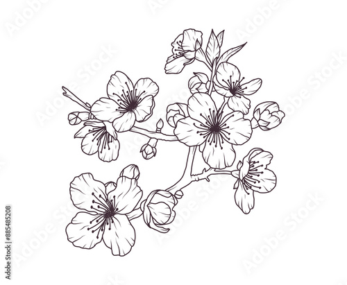 Sakura flower branch hand drawn black floral sketch. Cherry blossom japanese twigs line art. Spring botanical petal, leaves. Bloom asian plant vector illustration in outline style