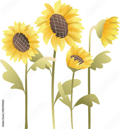 Sunflower plants with seeds. Village or farmland floral design, sunflower agriculture produce. Vector hand drawn botanical clip art.