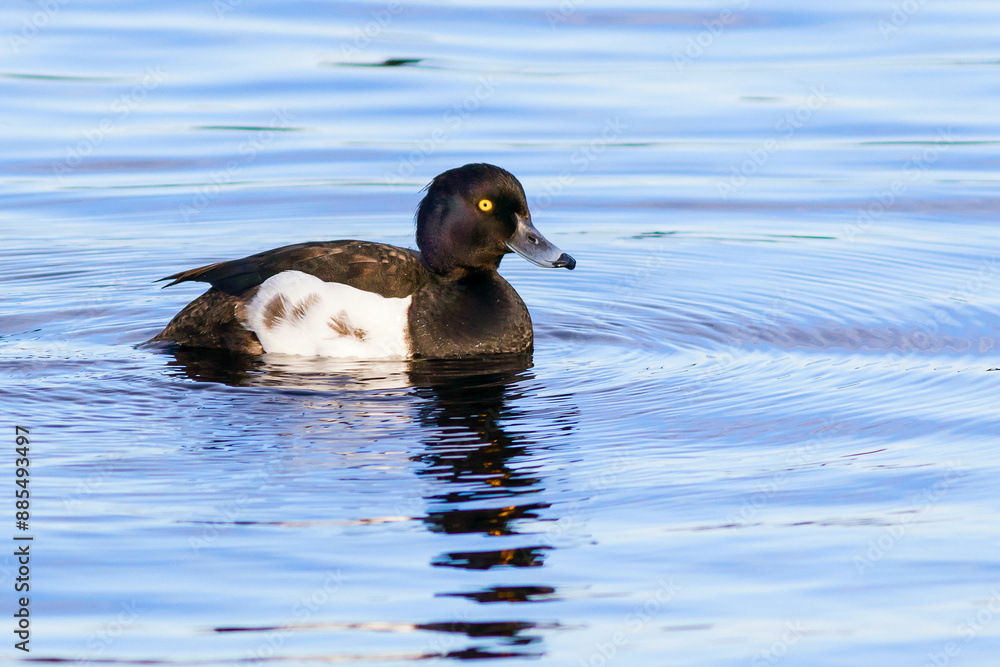 Fototapeta premium A common diving duck, the Tufted Duck, swims in the clear water of a lake. 
