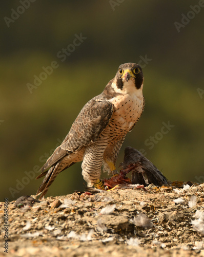 halcon peregrino se alimenta de una presa