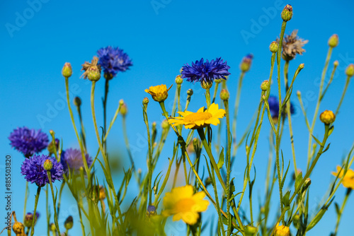 cornflower in a meadow, summertime