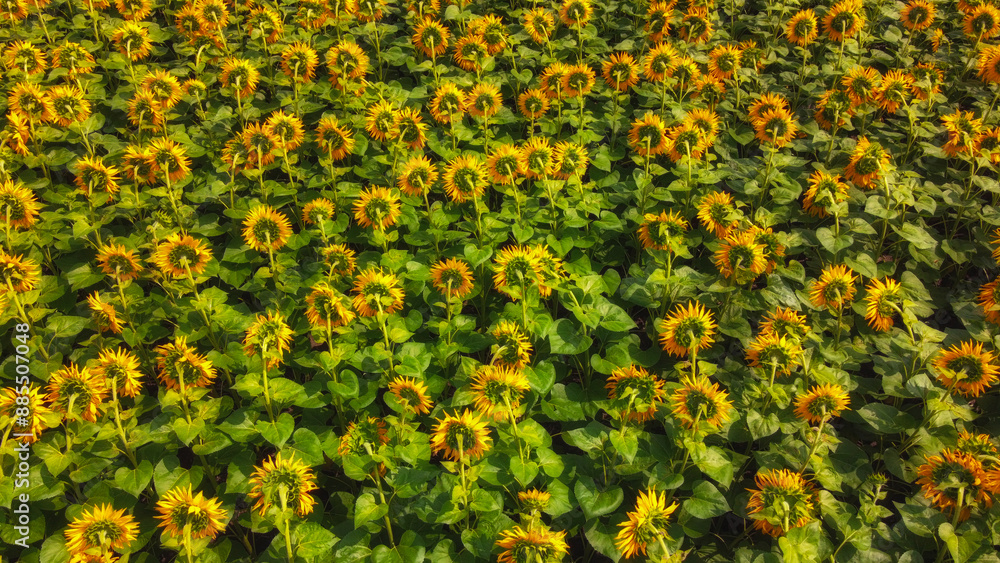 Obraz premium Sunflower flowers in the field, top view.