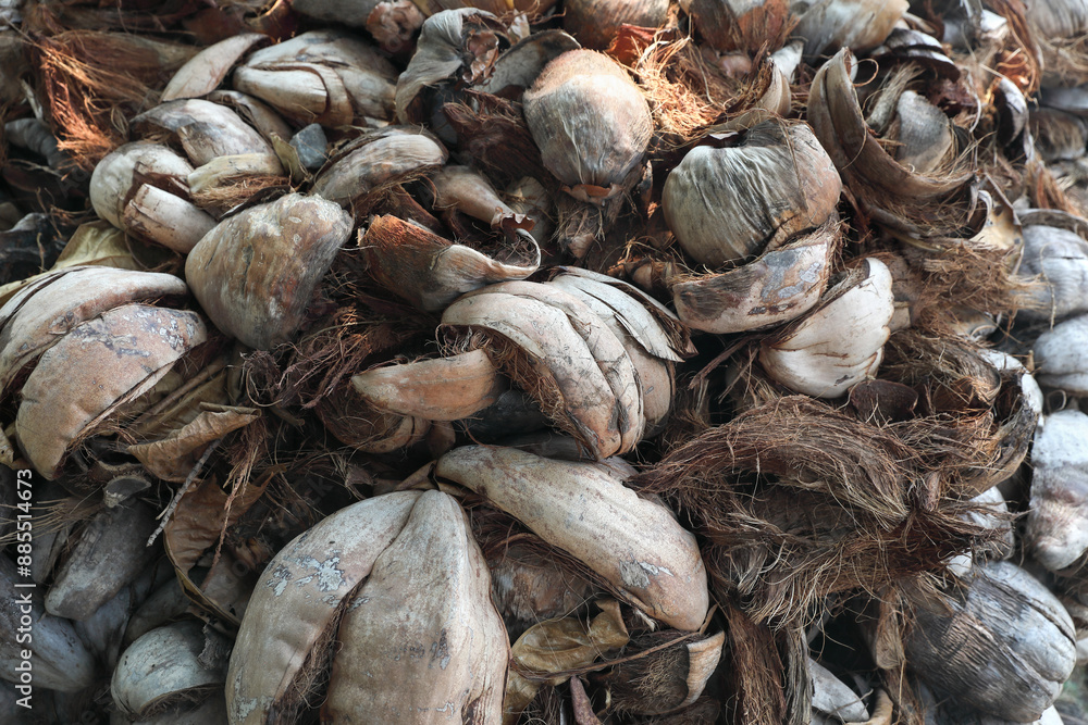Pile of dried coconut husk
Pile of dried coconut husk