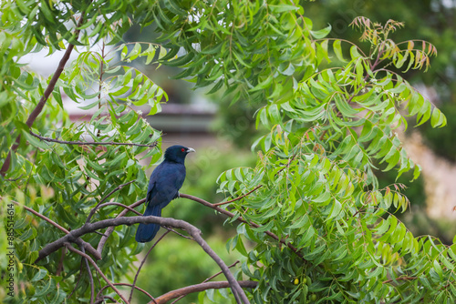 Asian koel bird on branch photo