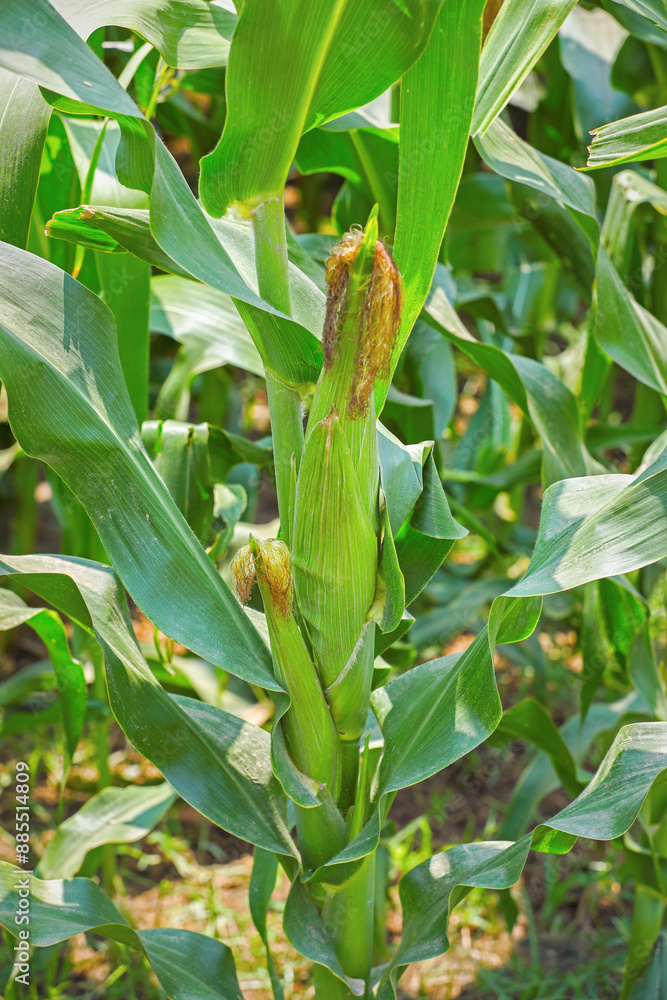 Organic sweet corns growing in farm
Organic sweet corns growing in farm