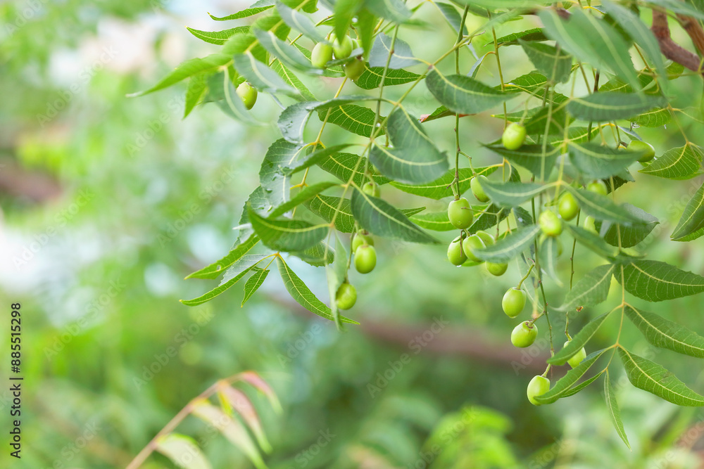 Obraz premium Neem tree with fruits in garden